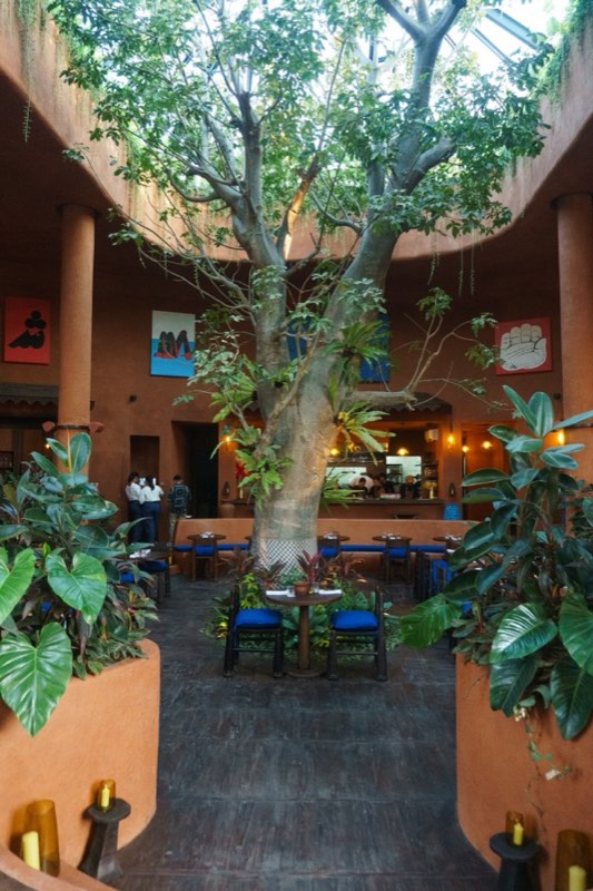 The 11-metre baobab rising through the open roof of Jannah's dining room